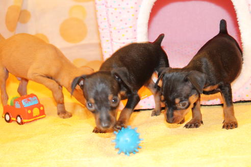 成約済の愛知県のミニチュアピンシャー(ミニピン)-48920の4枚目