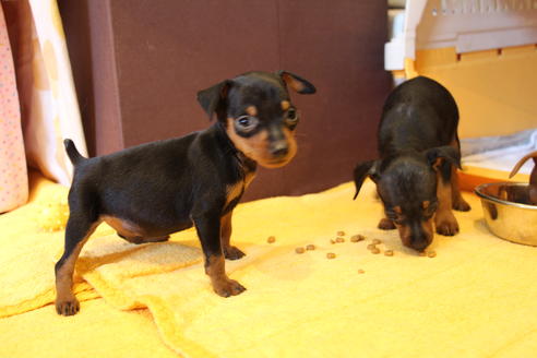 成約済の愛知県のミニチュアピンシャー(ミニピン)-48920の3枚目