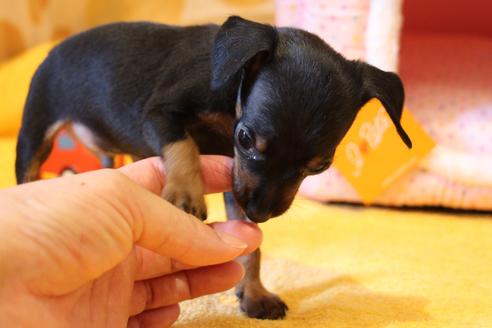 成約済の愛知県のミニチュアピンシャー(ミニピン)-48921の9枚目