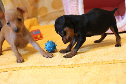 成約済の愛知県のミニチュアピンシャー(ミニピン)-48921の8枚目