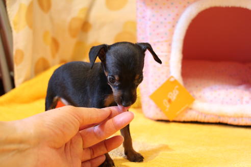 成約済の愛知県のミニチュアピンシャー(ミニピン)-48921の7枚目