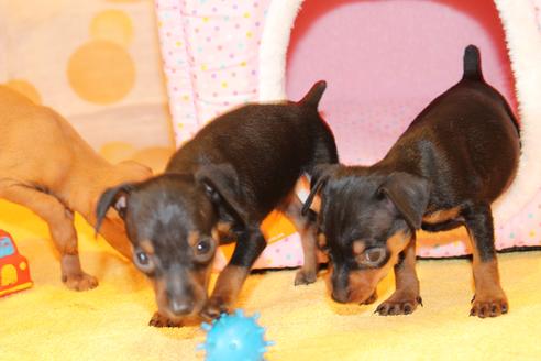 成約済の愛知県のミニチュアピンシャー(ミニピン)-48921の6枚目