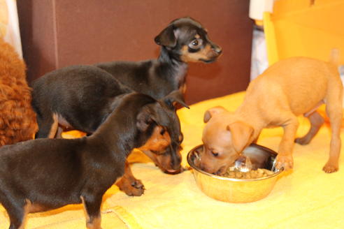 成約済の愛知県のミニチュアピンシャー(ミニピン)-48921の5枚目