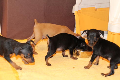 成約済の愛知県のミニチュアピンシャー(ミニピン)-48921の4枚目