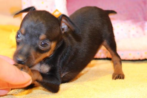 成約済の愛知県のミニチュアピンシャー(ミニピン)-48921の3枚目