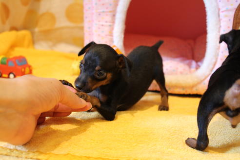 成約済の愛知県のミニチュアピンシャー(ミニピン)-48921の2枚目