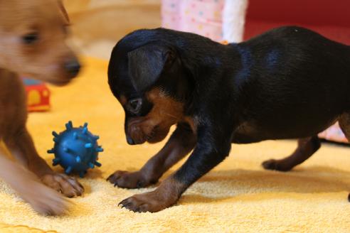 成約済の愛知県のミニチュアピンシャー(ミニピン)-48921の1枚目