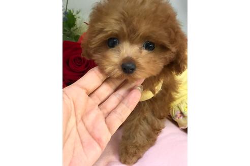 成約済の埼玉県のトイプードル-51322の1枚目