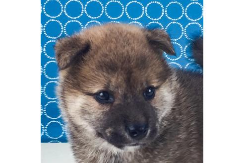 成約済の愛知県の柴犬-50545の4枚目