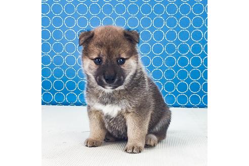 成約済の愛知県の柴犬-50545の5枚目