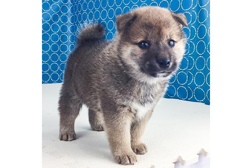 成約済の愛知県の柴犬-50545の2枚目