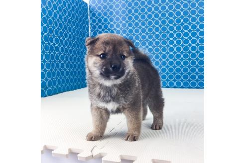 成約済の愛知県の柴犬-50545の3枚目