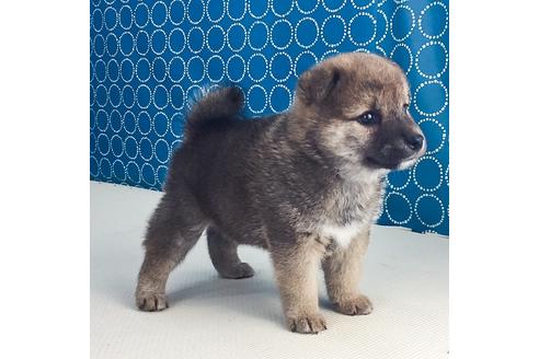 成約済の愛知県の柴犬-50545の1枚目