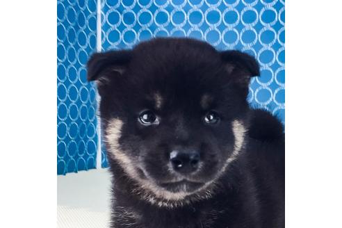 成約済の愛知県の柴犬-50489の3枚目