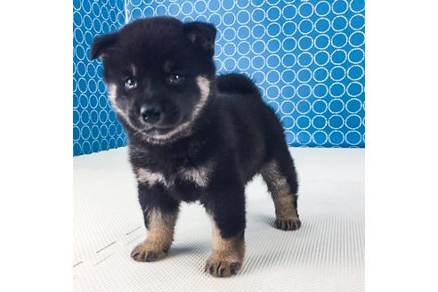 成約済の愛知県の柴犬-50489の1枚目