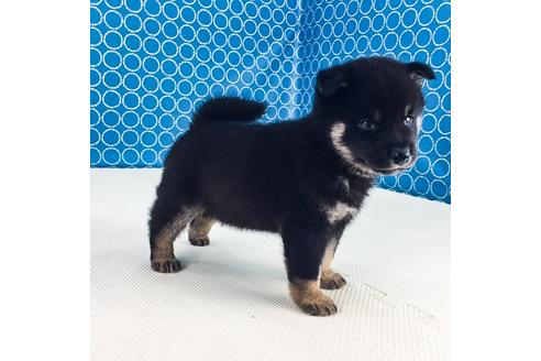成約済の愛知県の柴犬-50489の2枚目