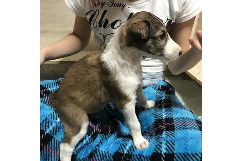 成約済の岡山県のボルゾイ-51673の1枚目