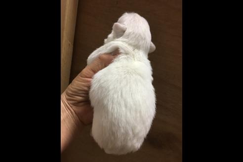 成約済の福岡県のペキニーズ-51694の2枚目