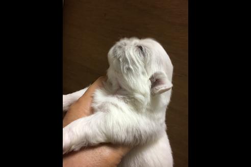 成約済の福岡県のペキニーズ-51694の1枚目