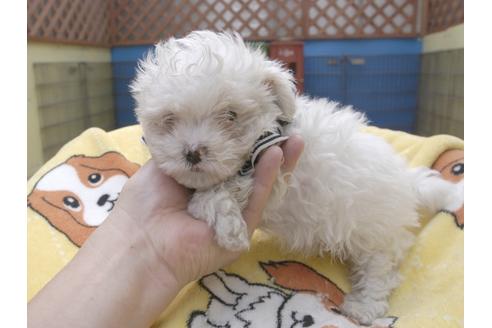 成約済の埼玉県のマルチーズ-50269の3枚目