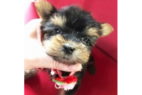 香川県のヨークシャーテリア 女の子 18 05 13生まれ スティールブルー タン 子犬id ブリーダーナビ