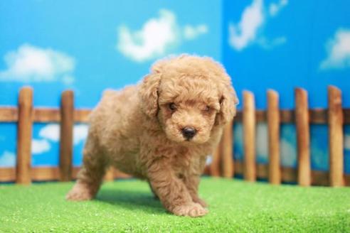 成約済の滋賀県のトイプードル-49918の4枚目