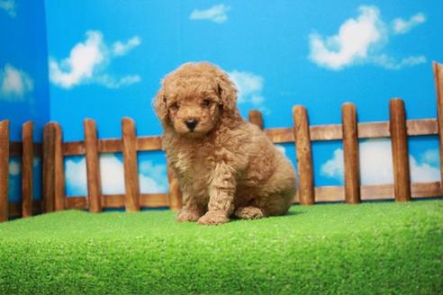 成約済の滋賀県のトイプードル-49918の3枚目