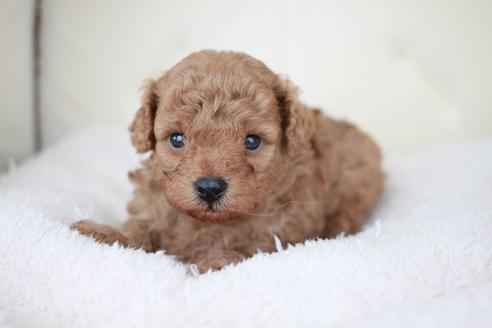 成約済の滋賀県のトイプードル-49918の2枚目