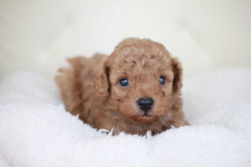 成約済の滋賀県のトイプードル-49918の1枚目