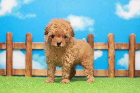 成約済の滋賀県のトイプードル-51170の3枚目