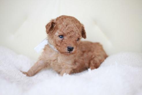 成約済の滋賀県のトイプードル-51170の2枚目