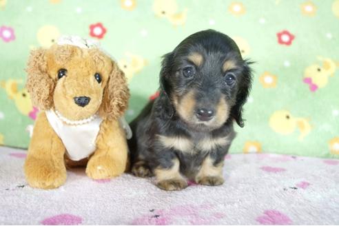 成約済の兵庫県のミニチュアダックスフンド(ロングヘアード)-51752の4枚目