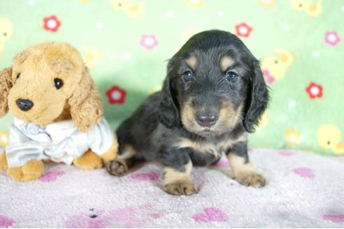 成約済の兵庫県のミニチュアダックスフンド(ロングヘアード)-51753の3枚目