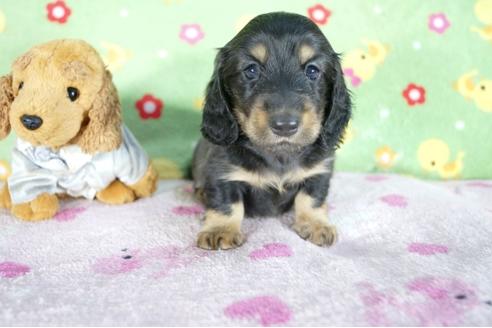成約済の兵庫県のミニチュアダックスフンド(ロングヘアード)-51753の4枚目