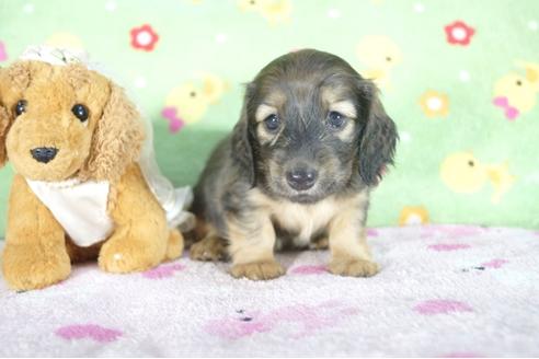 成約済の兵庫県のミニチュアダックスフンド(ロングヘアード)-51755の2枚目