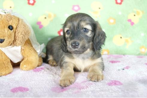 成約済の兵庫県のミニチュアダックスフンド(ロングヘアード)-51755の3枚目