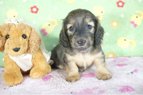 成約済の兵庫県のミニチュアダックスフンド(ロングヘアード)-51755の4枚目