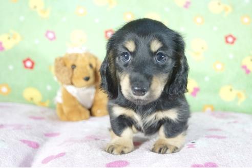 成約済の兵庫県のミニチュアダックスフンド(ロングヘアード)-51756の4枚目