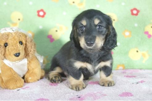成約済の兵庫県のミニチュアダックスフンド(ロングヘアード)-51756の5枚目
