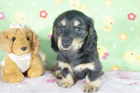 成約済の兵庫県のミニチュアダックスフンド(ロングヘアード)-51756の1枚目