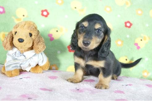 成約済の兵庫県のミニチュアダックスフンド(ロングヘアード)-51757の5枚目