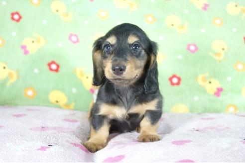 成約済の兵庫県のミニチュアダックスフンド(ロングヘアード)-51757の2枚目