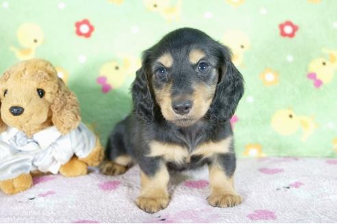 成約済の兵庫県のミニチュアダックスフンド(ロングヘアード)-51757の3枚目