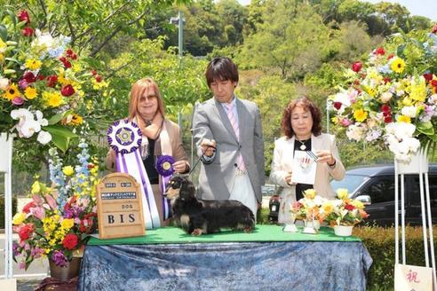 成約済の兵庫県のミニチュアダックスフンド(ロングヘアード)-51757の4枚目