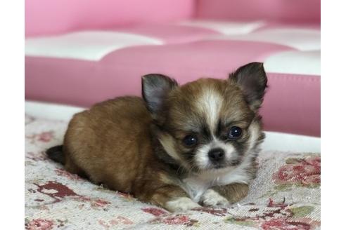 成約済の香川県のチワワ(ロングコート)-51643の5枚目