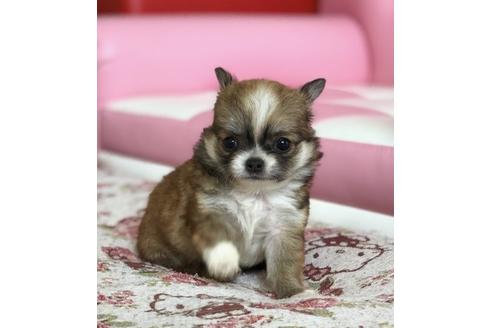 成約済の香川県のチワワ(ロングコート)-51643の4枚目