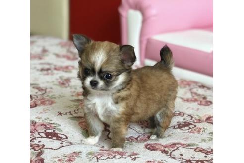 成約済の香川県のチワワ(ロングコート)-51643の3枚目