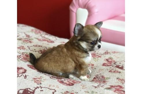 成約済の香川県のチワワ(ロングコート)-51643の2枚目