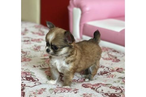 成約済の香川県のチワワ(ロングコート)-51643の1枚目