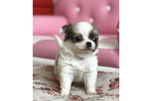 成約済の香川県のチワワ(ロングコート)-51644の4枚目